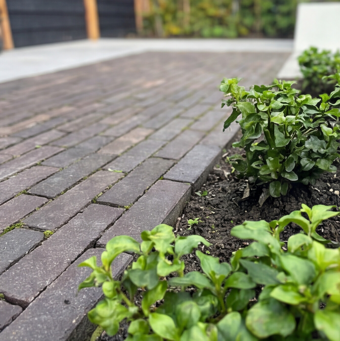 Betrouwbare tuin bielzen plaatsen